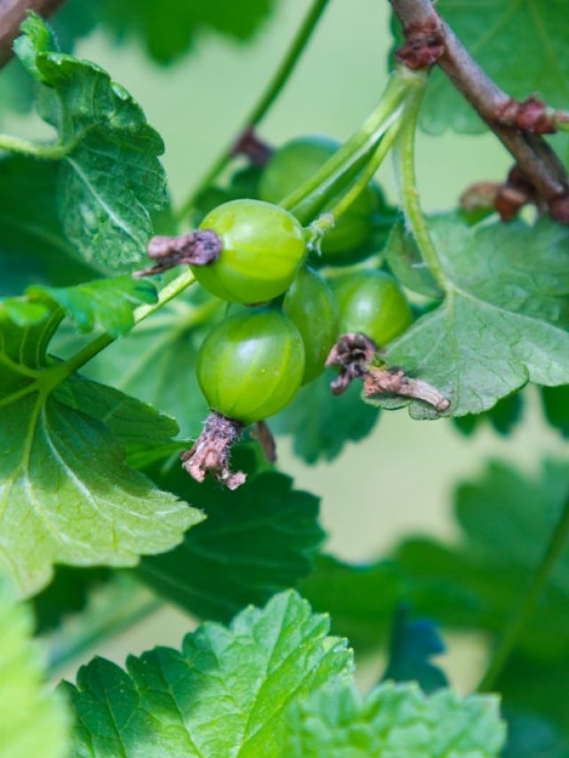 समय से पहले गिर रहे आंवला? फॉलो करें ये सिंपल ट्रिक