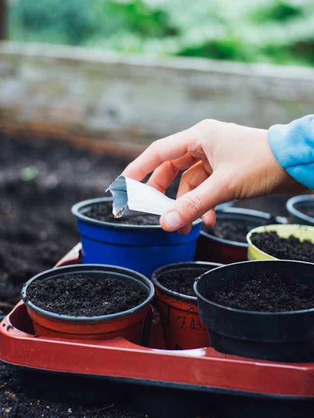 बीजों को लंबे समय तक रखना है सुरक्षित? ये हैं सही तरीके