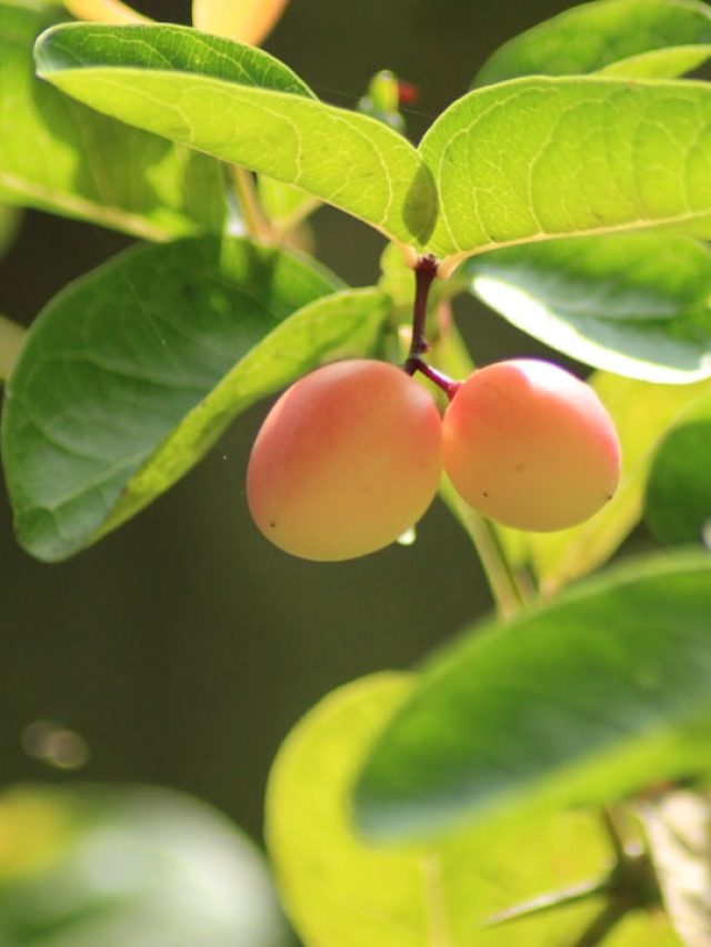 ऐसे करें फलदार पौधों की छंटाई, खूब बढ़ेगी पैदावार