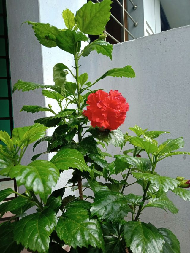 सिर्फ 3 चीज़ों से बना ये देसी टॉनिक, फल और फूल से लद जाएंगे पौधे