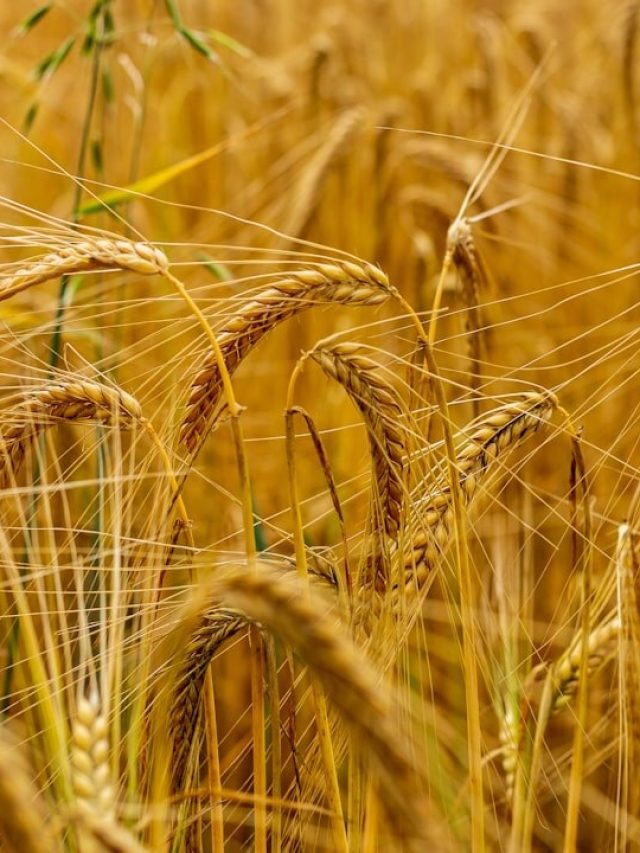 मार्च की गर्मी से गेहूं की फसल पर संकट, समय पर करें सिंचाई, एक्सपर्ट ने दी ये सलाह