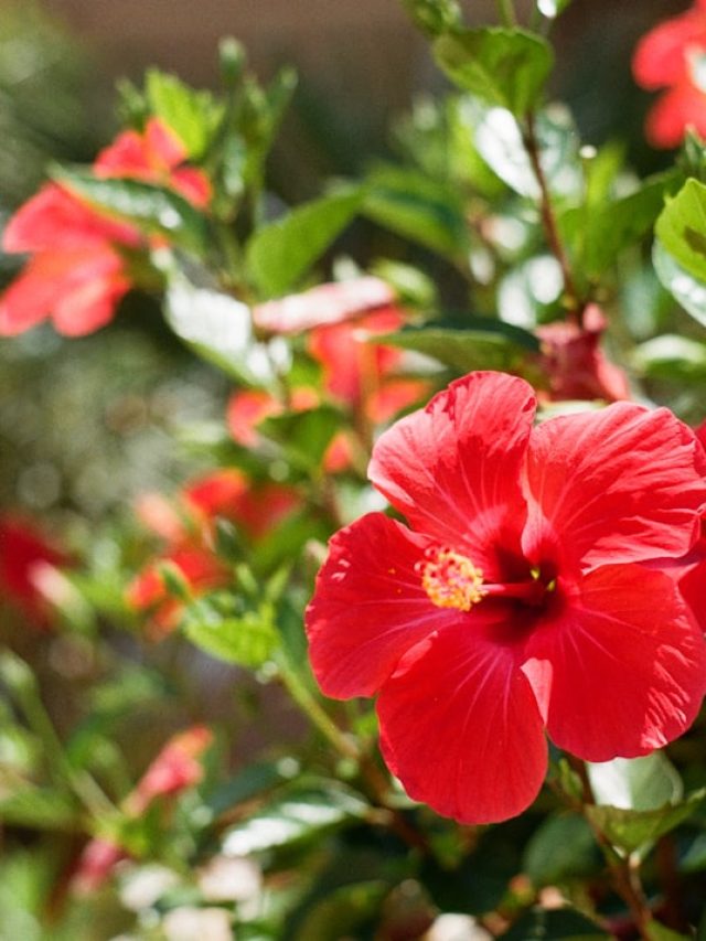 मार्च में गुड़हल को दें ये जादुई खाद, फूलों से लद जाएगा पौधा