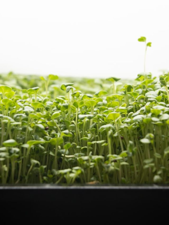 एक्सपायर हो गए चिया सीड्स? घर पर उगाएं न्यूट्रिशन से भरपूर माइक्रोग्रीन्स