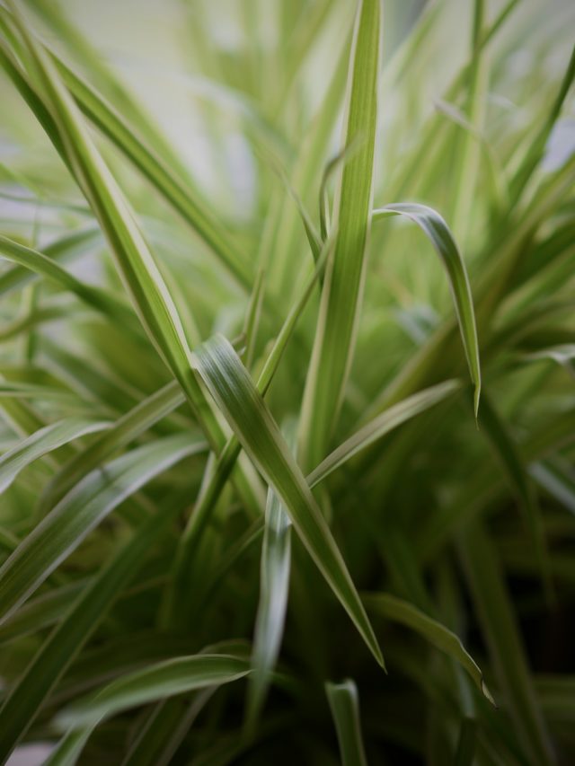 पीले हो रहे स्पाइडर प्लांट की पत्तियों के सिरे? सही देखभाल है जरूरी