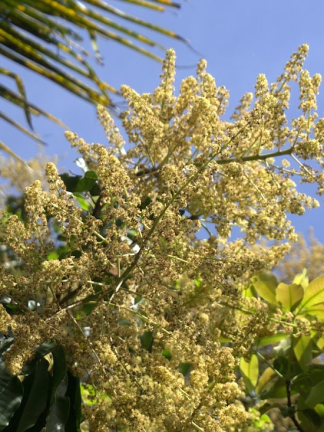 आम में आ गया मंजर तो करें ये काम, मिलेगा बेहतर उत्पादन