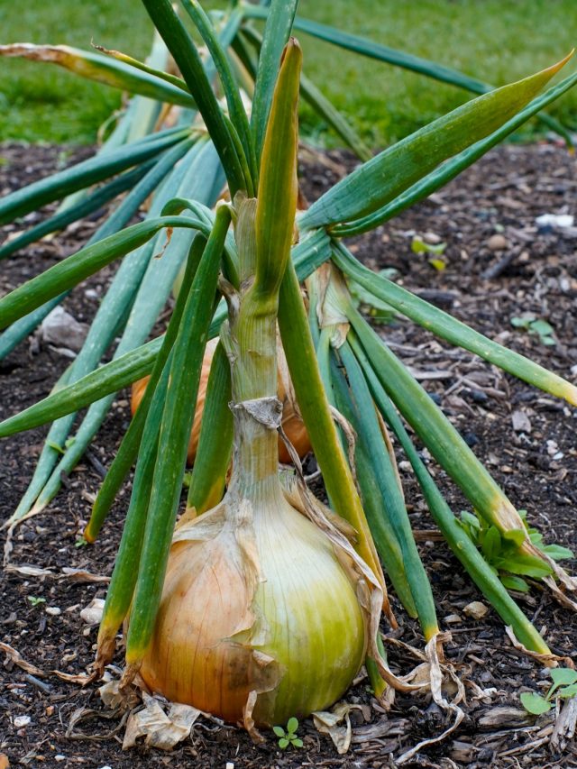 छोटी प्याज से परेशान? ये ट्रिक रातों-रात बढ़ाएगी आकार