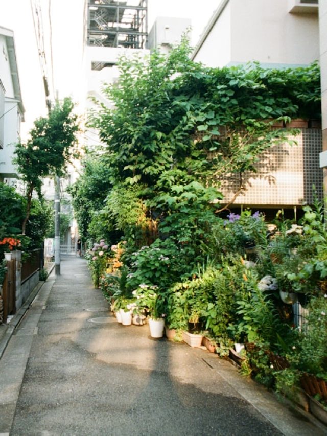 हर गार्डन में जान डाल देगा DAP, बेहद पावरफुल हैं रिज़ल्ट!