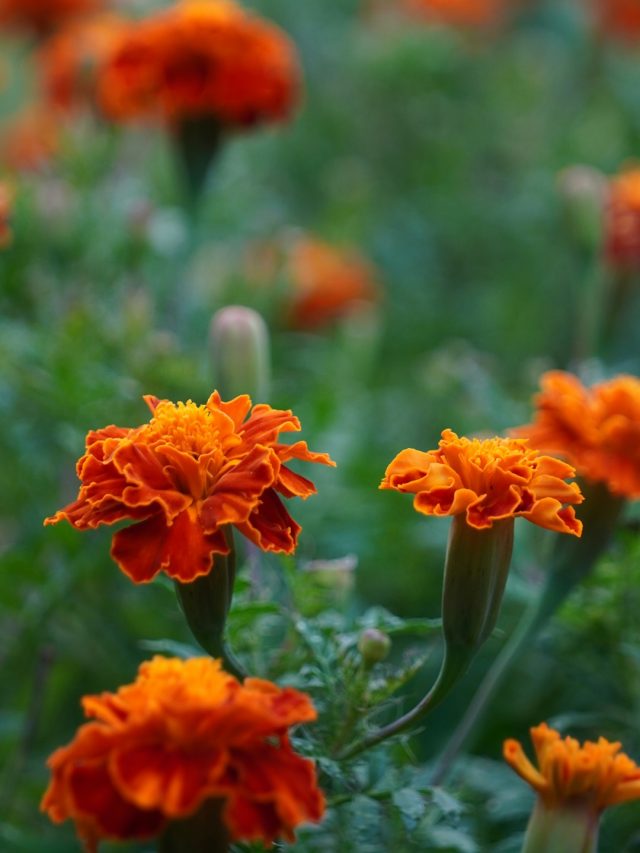 गेंदे और टमाटर को एक साथ लगाएं, मिलेगा ये जबरदस्त फायदा