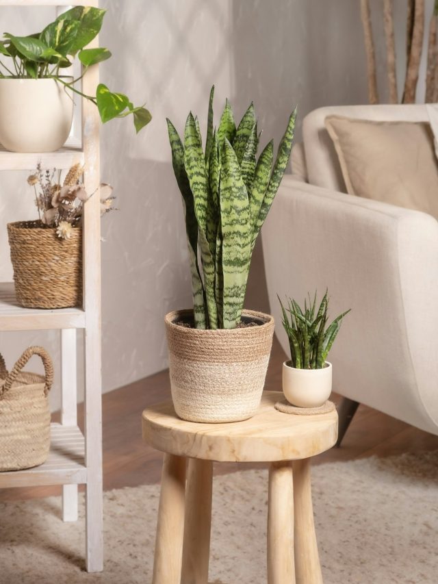 स्नेक प्लांट की देखभाल ऐसे करें, सालों तक रहेगा हरा-भरा