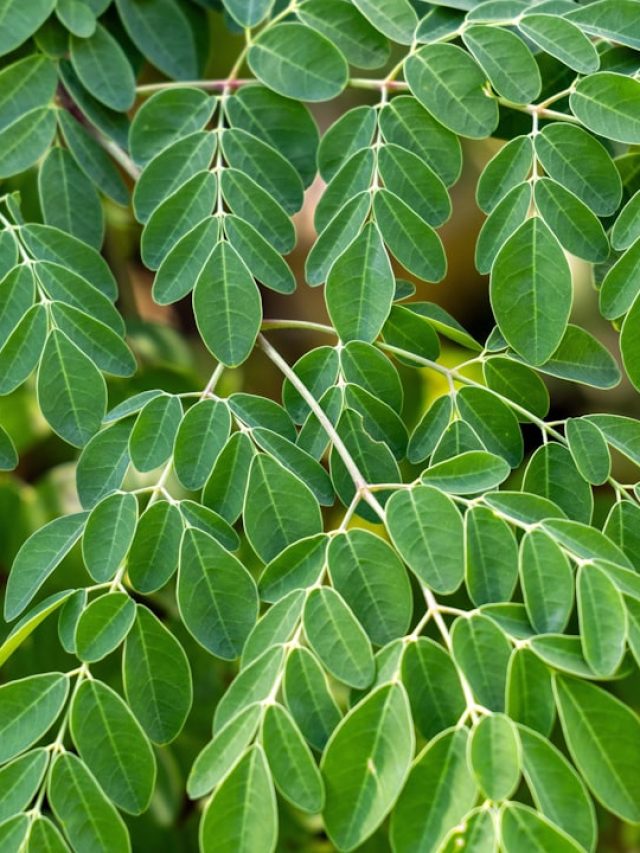 বসন্তের বন্ধু হোক সজনেপাতা, খাওয়ার নিয়মটা জানুন