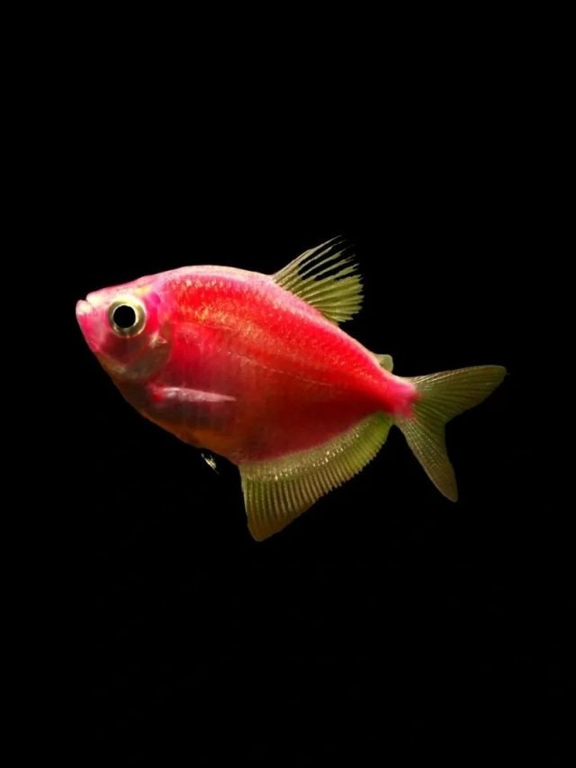 অ্যাকোয়ারিয়ামে উইডো ফিশের সঙ্গে আর কোন কোন মাছ রাখবেন?