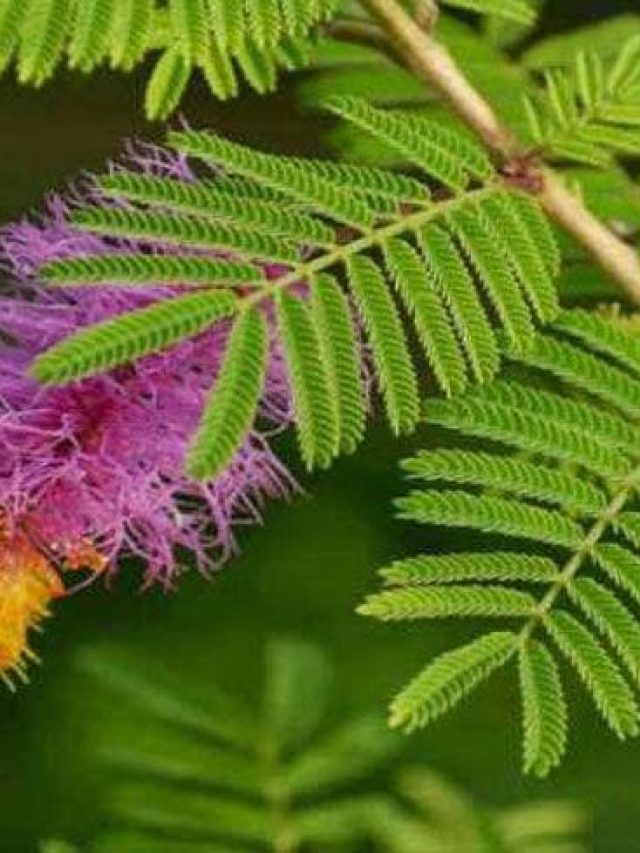 বাড়িতে লজ্জাবতী গাছ লাগালে অনেক উপকার, হবে প্রচুর টাকা-পয়সা