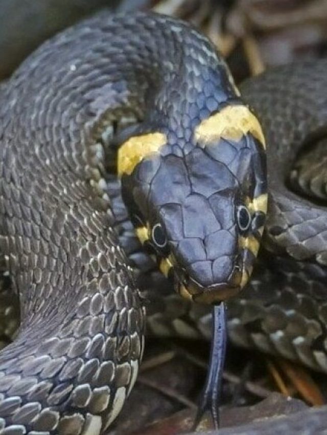 ঘরের কোনও এক জায়গায় লুকিয়ে সাপ, কীভাবে বুঝবেন?