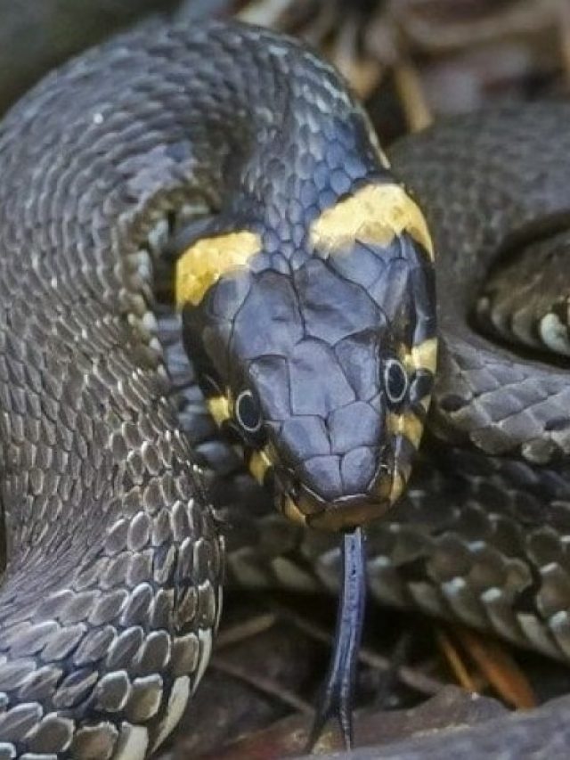 গরম পড়ছে, ঘরে সাপ ঢুকে বসে আছে; কীভাবে বুঝবেন?