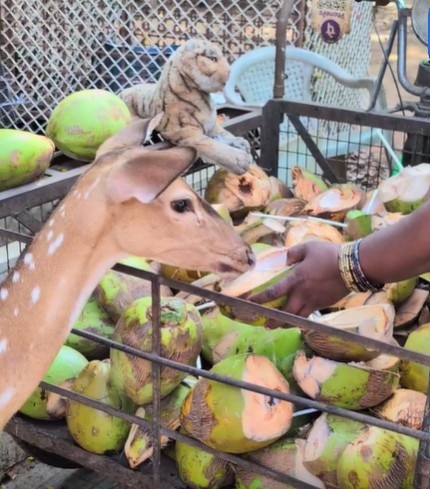 हिरण को नारियल पानी पिलाती सरला अम्मा का वीडियो वायरल