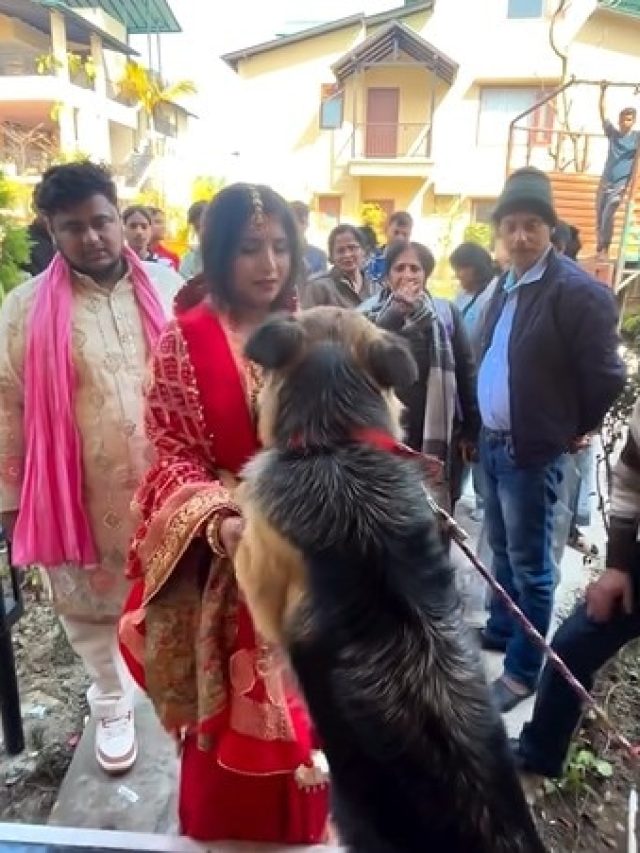 'मम्मा यहीं है...' विदाई के वक्त दुल्हन ने अपने पेट डॉग्स को लगाया गले और फूटकर रो पड़ी, Video
