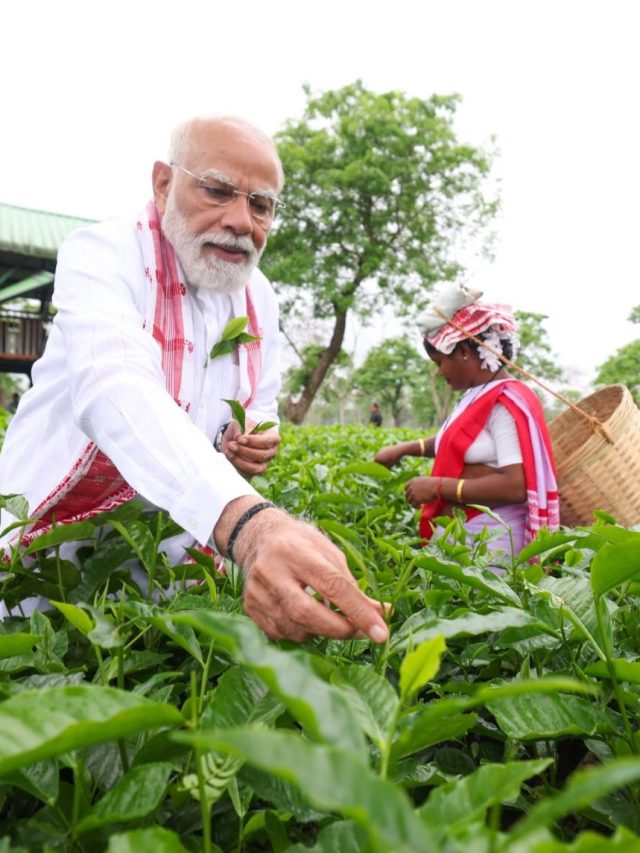 चाय के बागान में पीएम मोदी, पत्तियां तोड़ीं, महिलाओं ने ली सेल्फी, Photos
