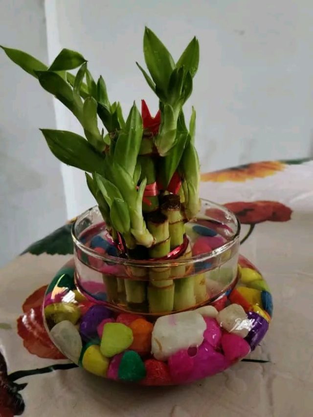 বাড়িতে লাকি বাম্বু কোন দিকে রাখবেন?