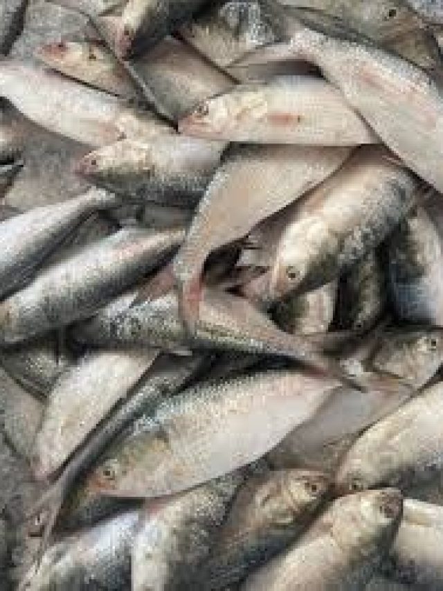 সবচেয়ে বেশি স্বাদ এই সাইজের ইলিশের, জেনে বাজারে যান; ঠকবেন না