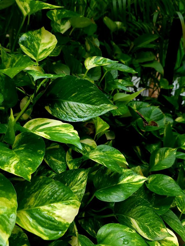 মাটি নাকি জল, কোথায় মানিপ্ল্যান্ট লাগাবেন?