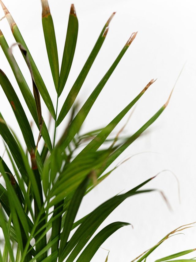 এরিকা পামের যত্ন নেবেন কীভাবে?