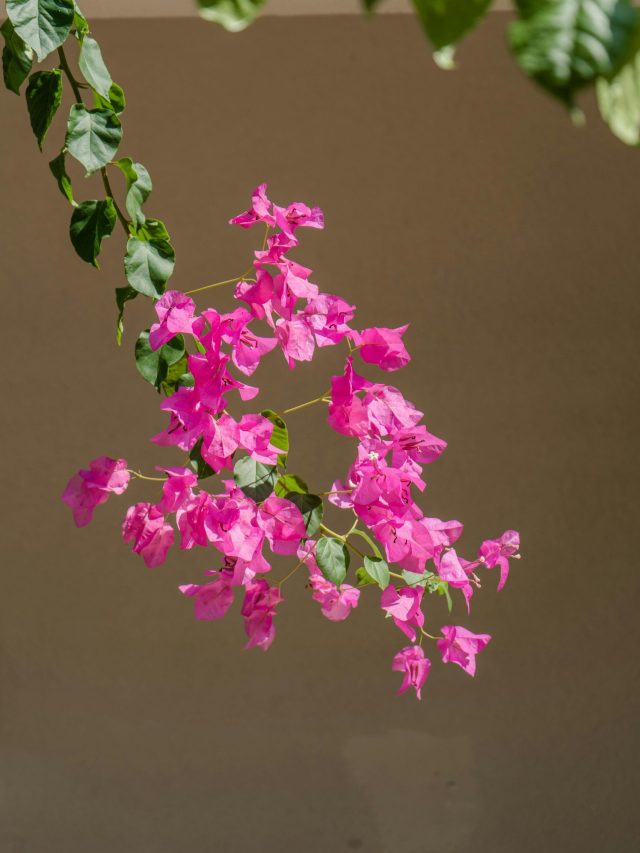 ঘরের ঠিক কোন জায়গায় বোগেনভেলিয়া গাছ রাখবেন?