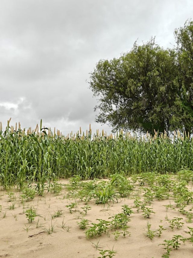 गेहूं के बाद इस फसल की खेती करें किसान, कम लागत में होगा ज्यादा मुनाफा