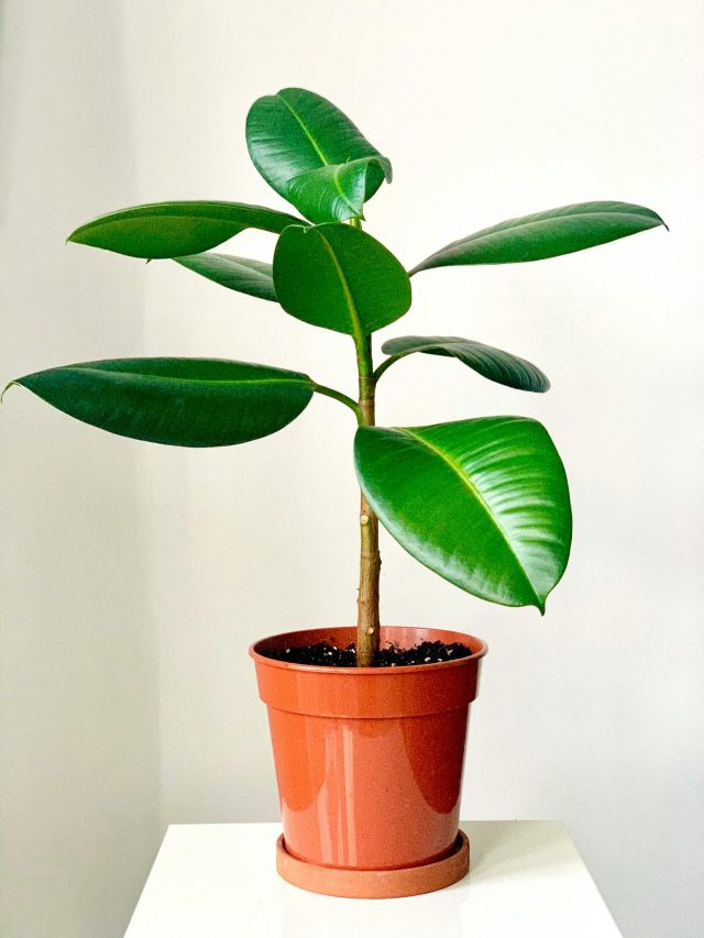রাবার প্ল্যান্ট মরে যাচ্ছে? যত্ন নেবেন কীভাবে?