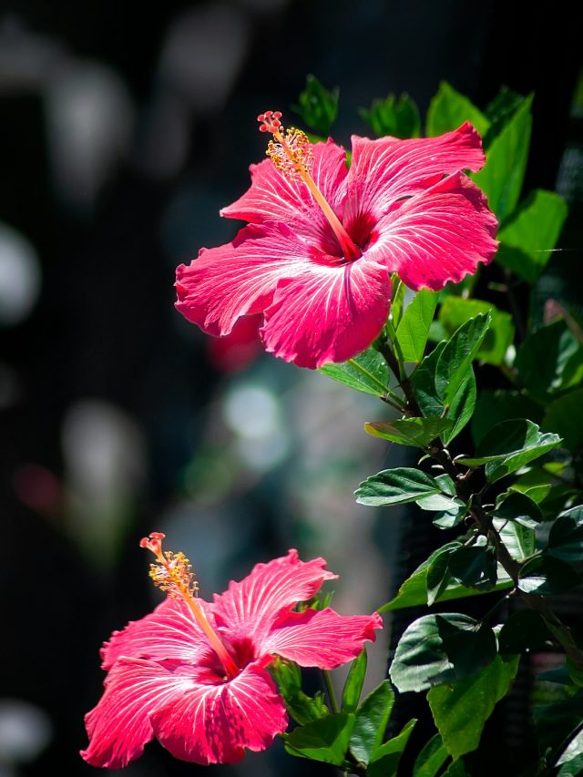 फूलों से लद जाएगा गुड़हल का पौधा, हफ्ते में दो बार दें ये पानी