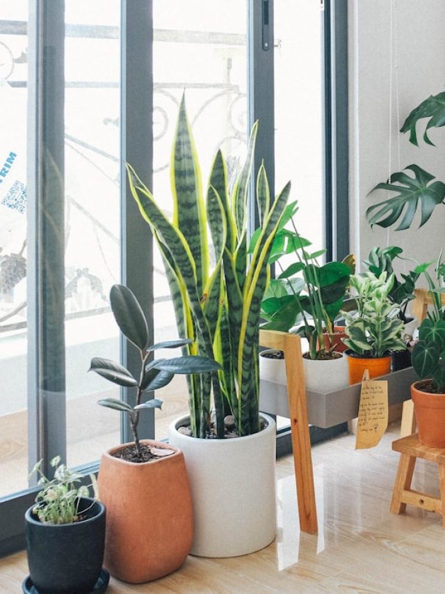 कमरे को ठंडा रखते हैं ये पौधे, घर में लगाएं ये 4 Indoor Plants