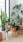 Indoor Plants को कब-कब देना चाहिए पानी? जानें