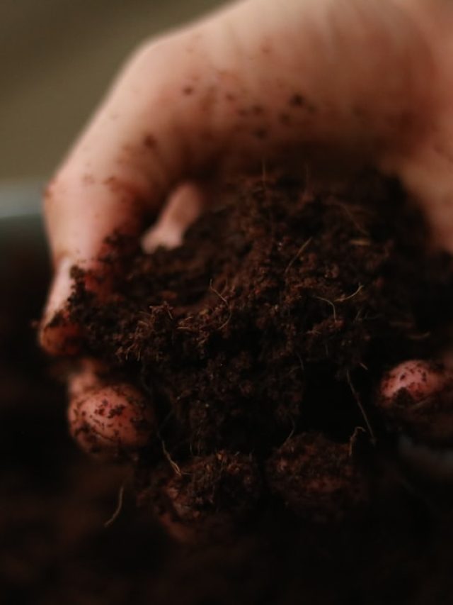 मिट्टी में नाइट्रोजन बढ़ाने के आसान तरीके, हेल्दी बनेंगे पौधे