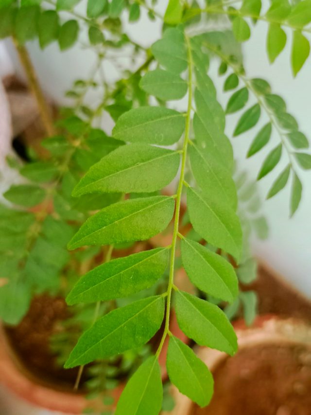 बरगद जैसा घना हो जाएगा करी पत्ता, अपनाएं ये देसी उपाय