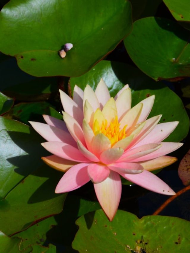 कमल जैसा खूबसूरत! बिना तालाब के घर में उगाएं Water Lily