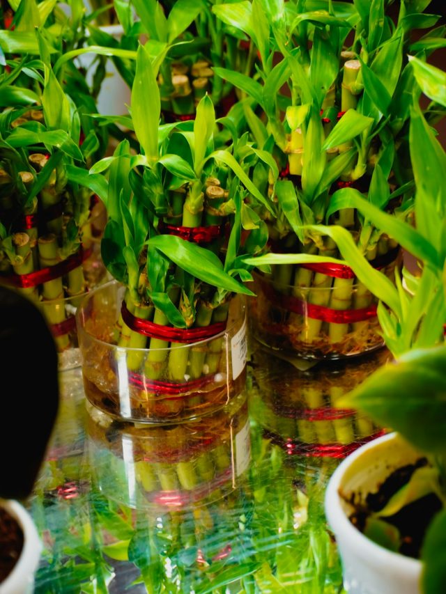 मर रहा है लकी बैंबू? ये गलतियां तो नहीं कर रहे आप