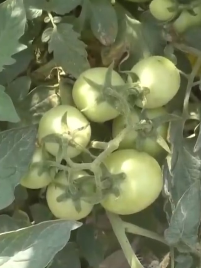 बढ़िया पैदावार लेकिन नहीं पक रही फसल! मौसम की मार से टमाटर किसान परेशान