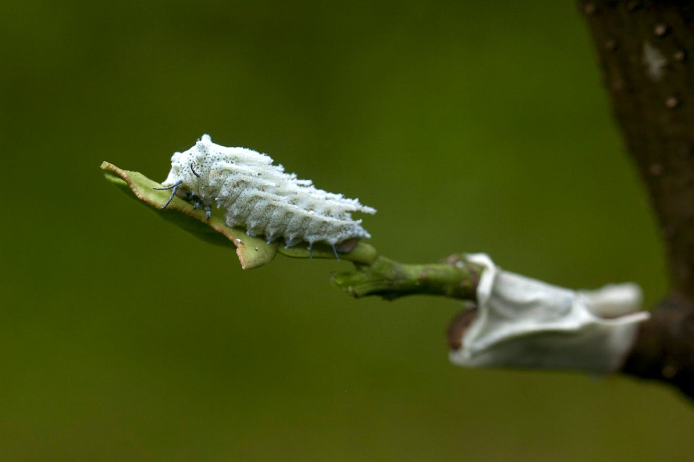 फसल पर सफेद रूई दिखने वाला मिलीबग तो नहीं! जानें इलाज