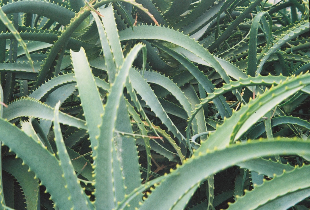 एलोवेरा के पौधे को कितनी बार पानी देना चाहिए? जानें सही तरीका