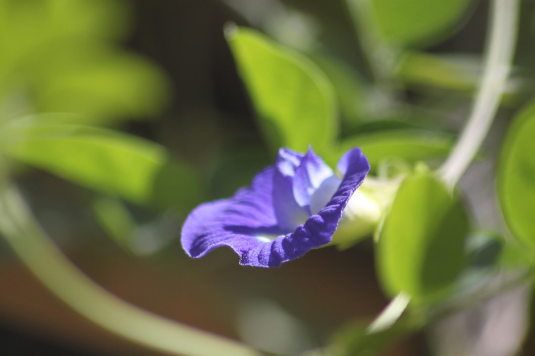 अप्रैल में लगाएं अपराजिता, बीज से 10 दिन में निकल आएगा पौधा