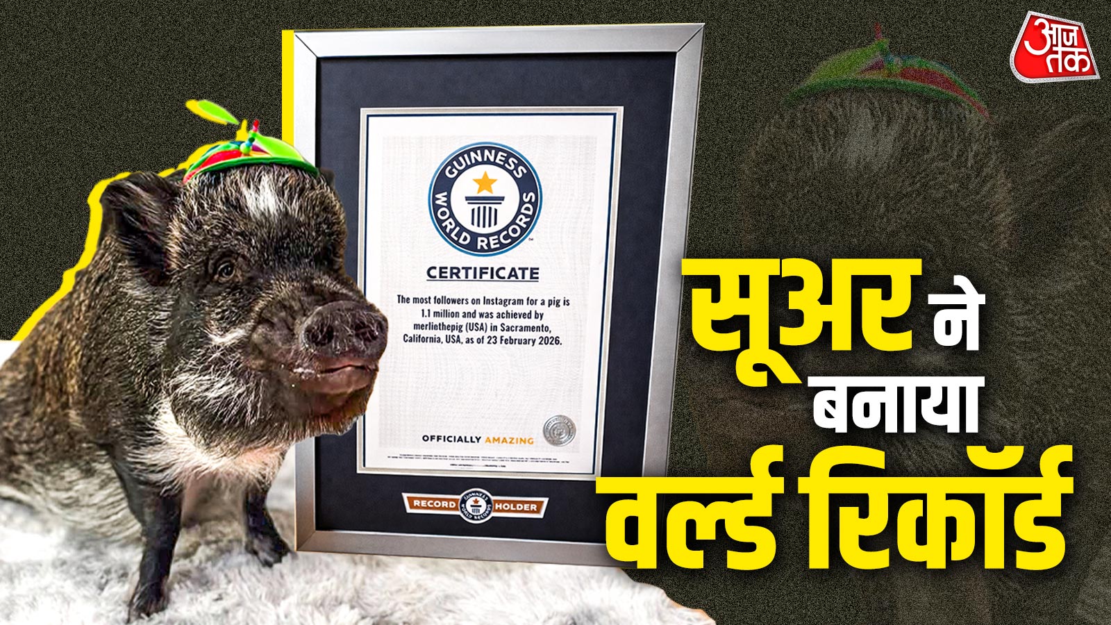 इस सूअर के इंस्टाग्राम पर हैं 11 लाख फॉलोअर्स... इतना फेमस कि बना वर्ल्ड रिकॉर्ड!