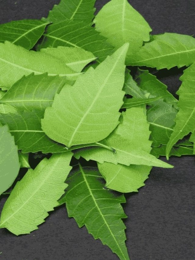 বর্ষা আসতেই চুল ওঠা শুরু, এই পাতা ব্যবহার করলে সব বন্ধ