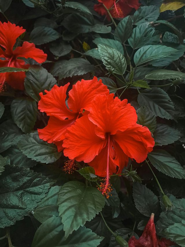 জবা ফুলে ছেয়ে যাবে গাছ, মেনে চলুন সহজ টেকনিক