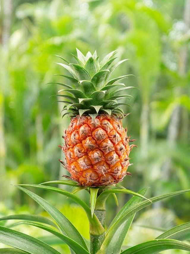 Why Pineapple Might Be the Snack Your Body Secretly Craves