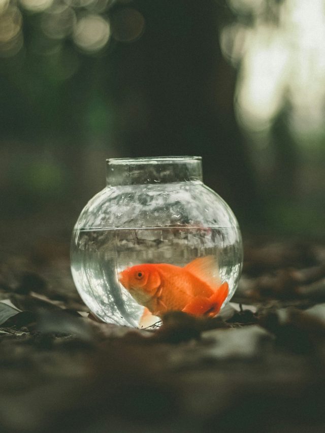 কোন কোন মাছের সঙ্গে গোল্ড ফিশ রাখবেন না?