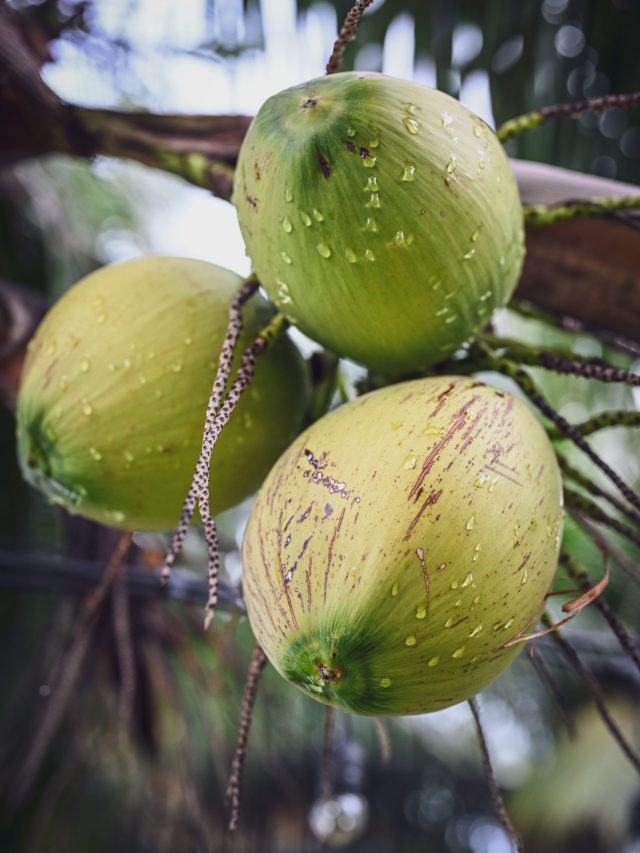 নিয়মিত ডাবের জল খাওয়া ভালো নাকি খারাপ?
