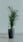 Areca Palm के लिए बेस्ट हैं ये घरेलू फर्टिलाइज़र, हरा-भरा रहेगा पौधा