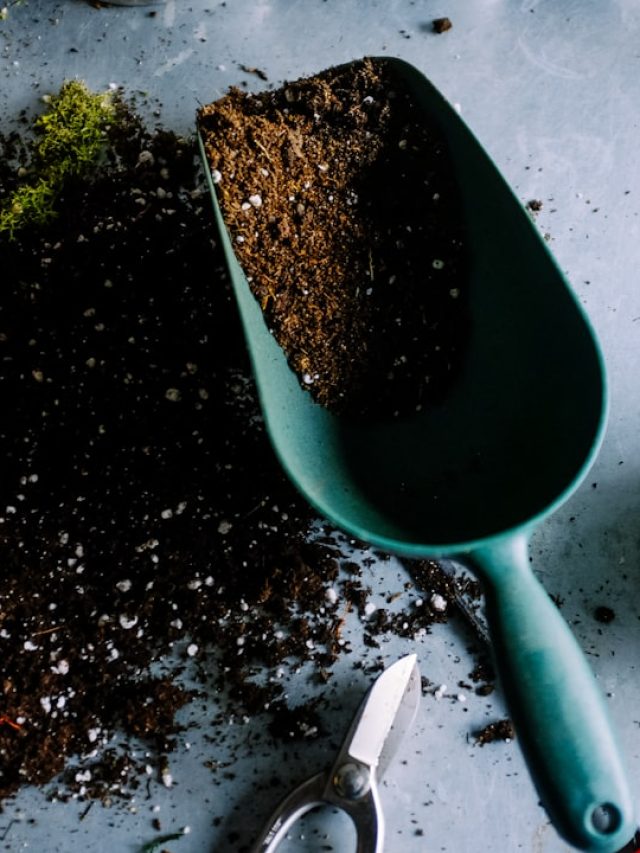 Indoor Plants के लिए परफेक्ट Soil Mix, घर पर ऐसे बनाएं