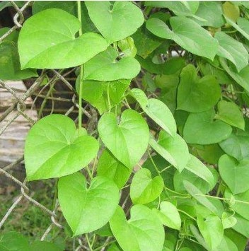 सावन में घर में लगाएं औषधीय गुणों से भरपूर ये पौधे, होगी बढ़िया ग्रोथ