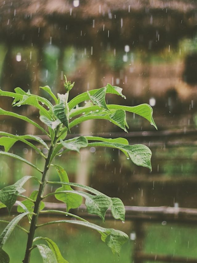 बारिश में सड़ न जाएं पौधों की जड़ें, वरना सूख जाएगा हरा-भरा गार्डन