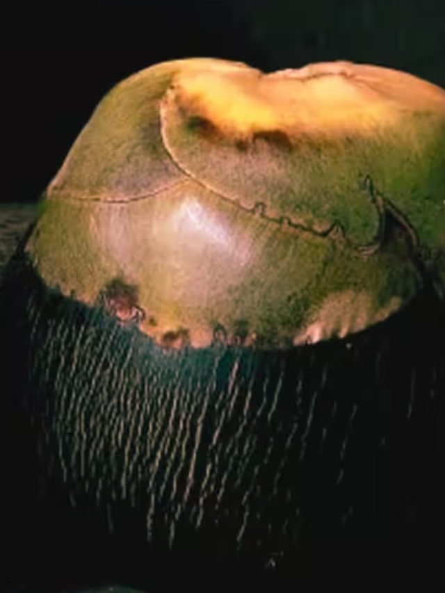 তালশাঁস তো খান, তালকে ইংরেজিতে কী বলে জানেন ?